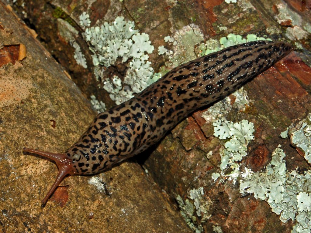 Un Limax maximus dell''entroterra ligure (GE)